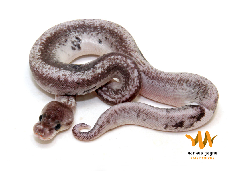 Axanthic Silver Bullet