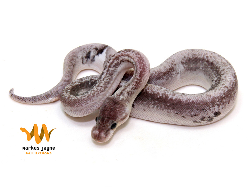 Axanthic Silver Bullet