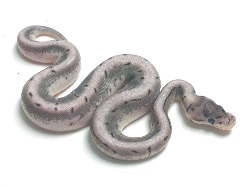 Axanthic Spinner - Snake Keeper Line