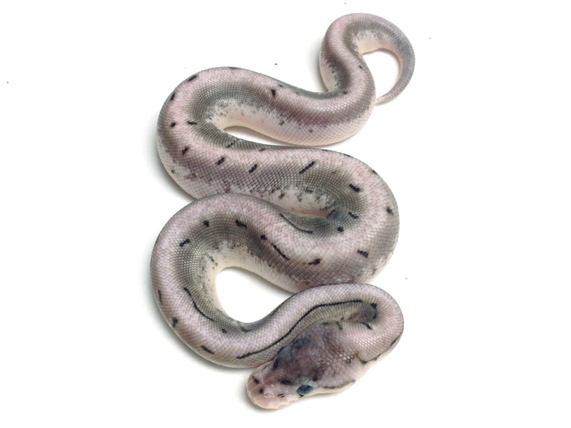 Axanthic Spinner - Snake Keeper Line