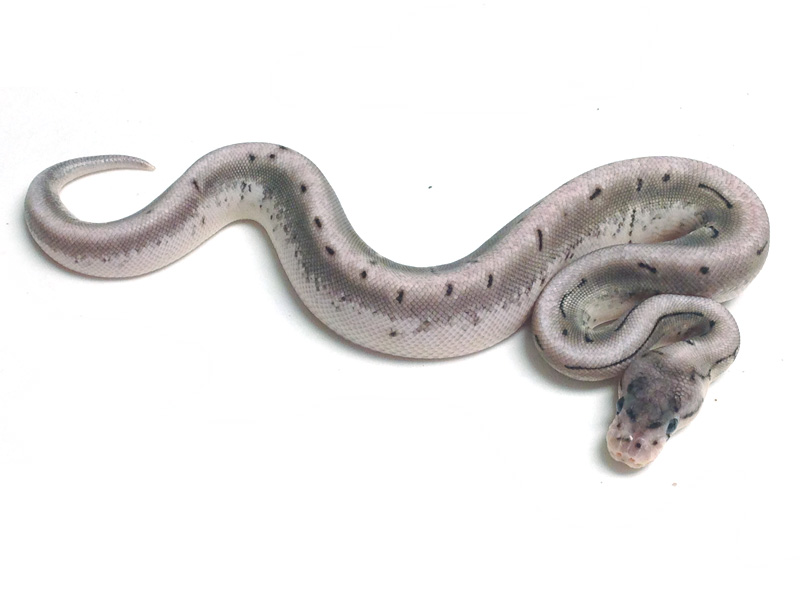 Axanthic Spinner - Snake Keeper Line