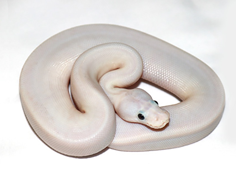 Axanthic Super Fire - VPI Line