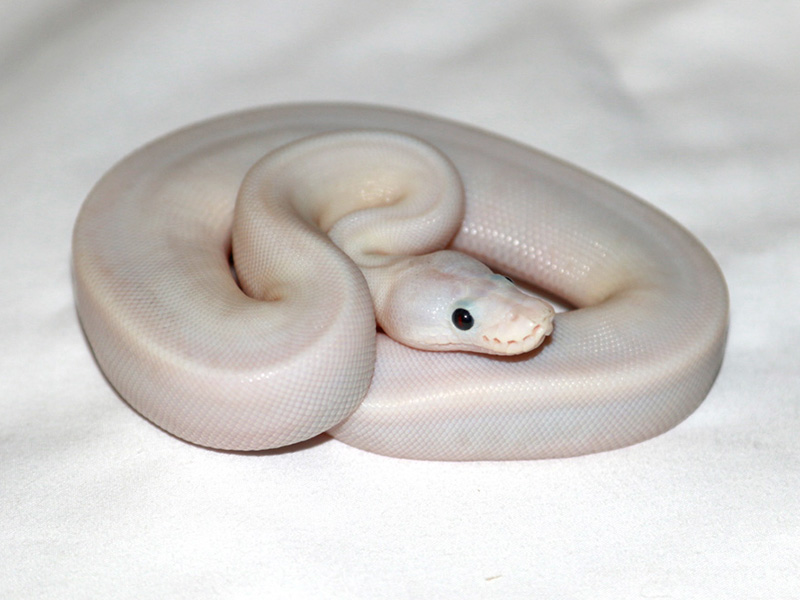 Axanthic Super Fire - VPI Line