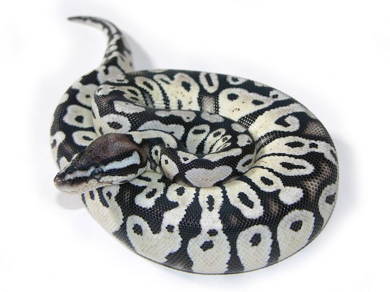 Enchi Leopard Desert Ghost Het Clown Ball Python by Bradford Cole