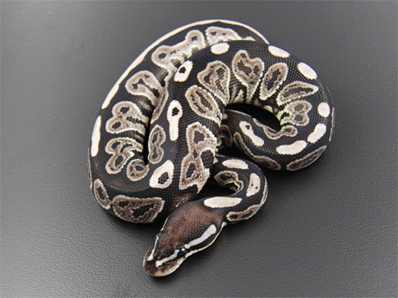 Axanthic Black Pastel - VPI Line