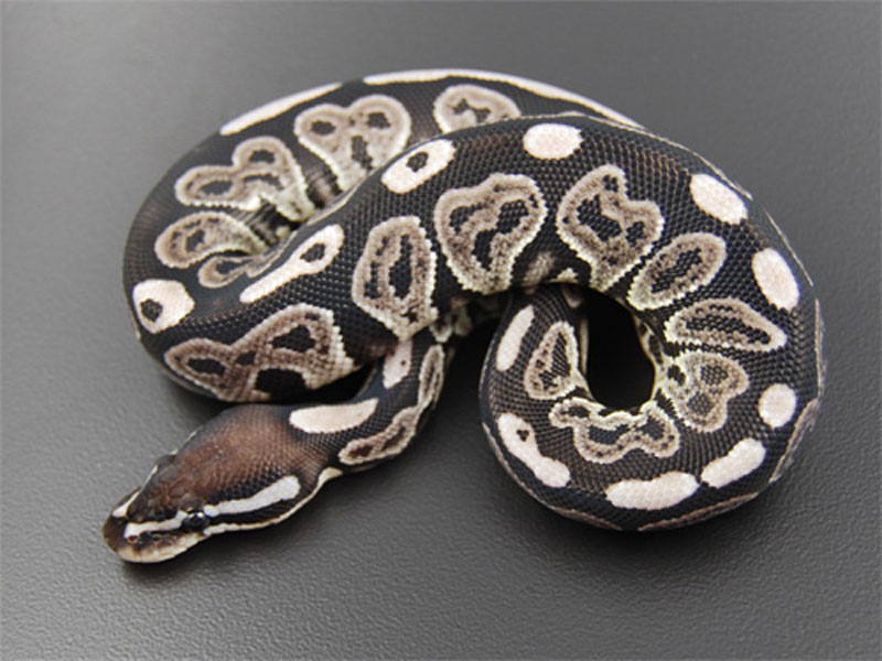 Axanthic Black Pastel - VPI Line