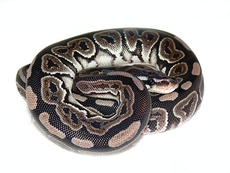 Axanthic Black Pastel - VPI Line