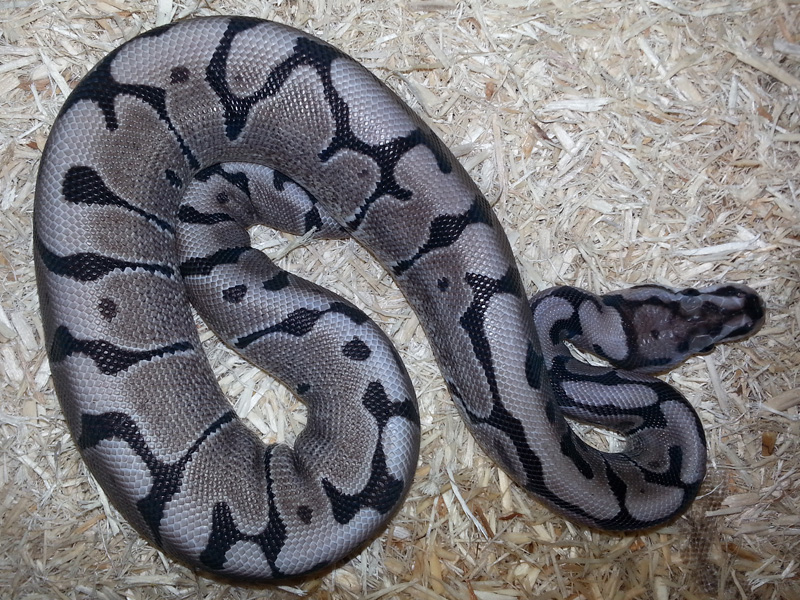 Axanthic Woma - VPI Line