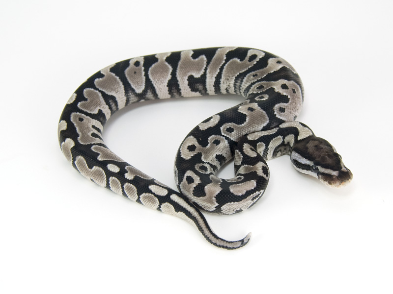 Axanthic Yellow Belly