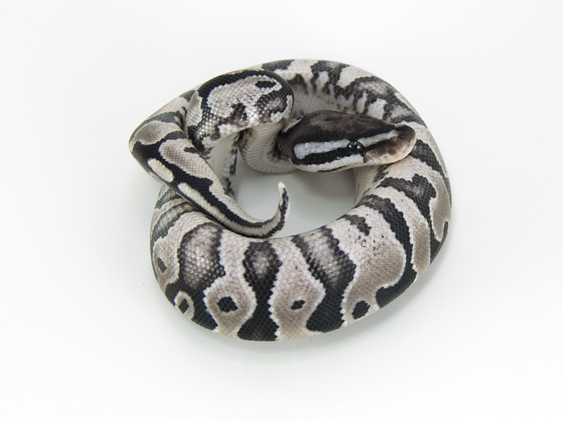 Axanthic Yellow Belly