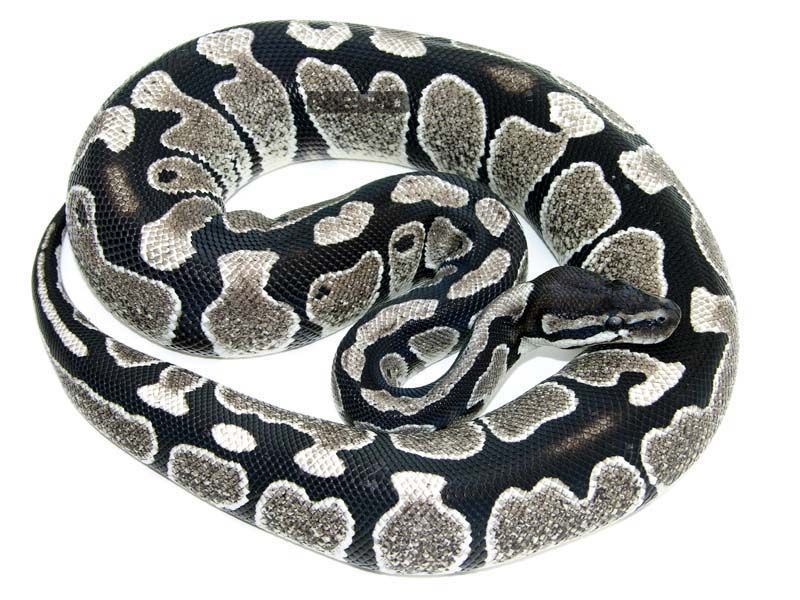 Axanthic