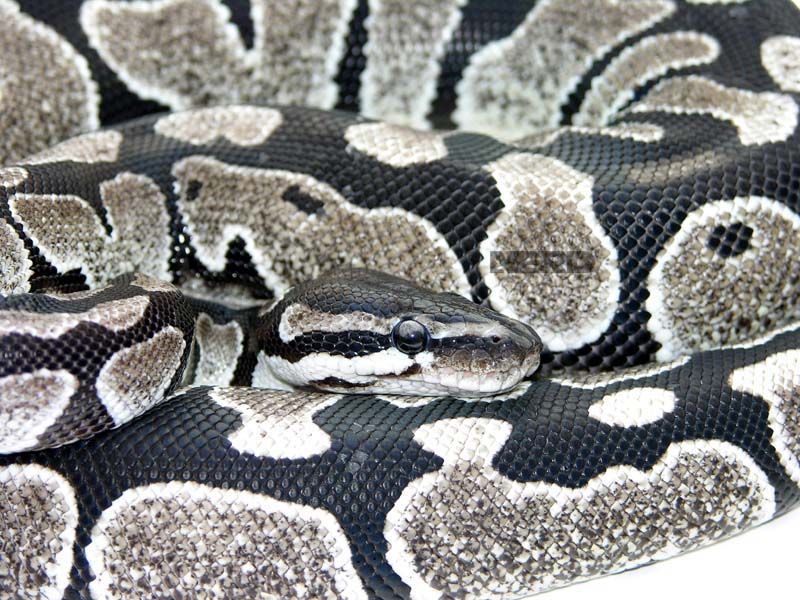 Axanthic