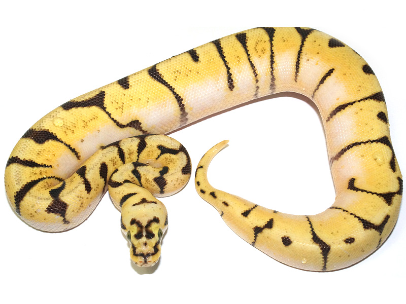 Bald Bumble Bee Enchi