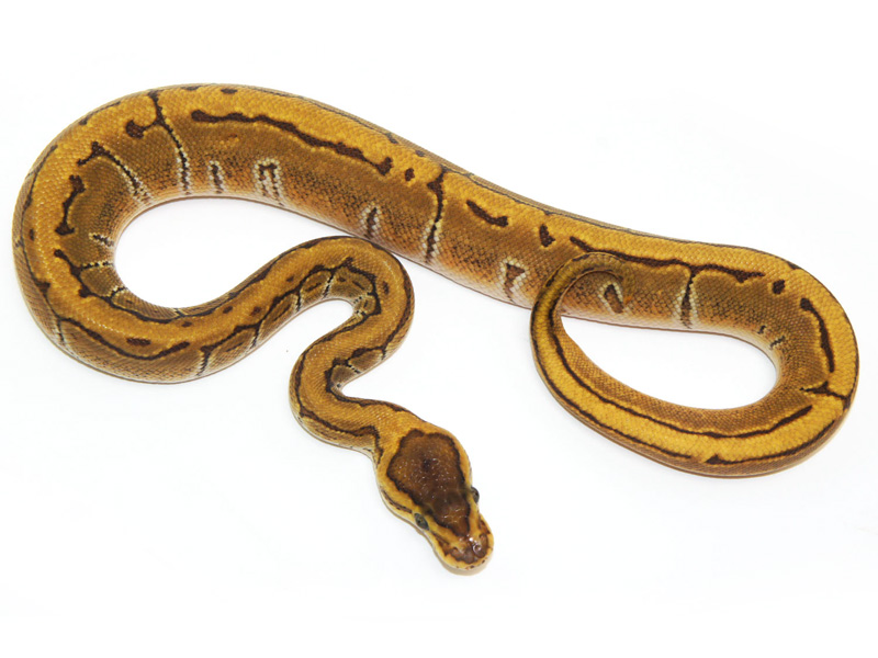 Bald Enchi Pinstripe