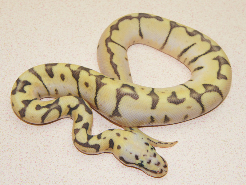 Morph List - World of Ball Pythons