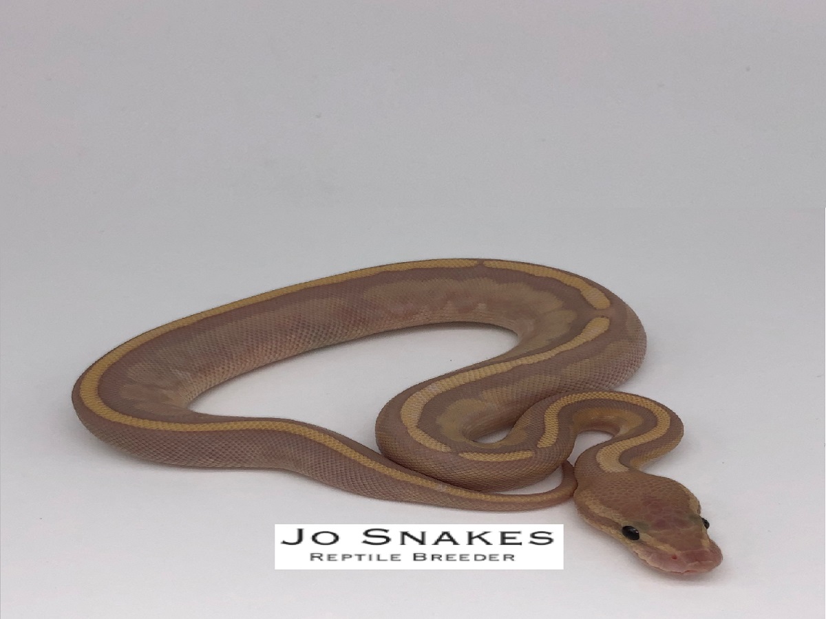 Morph List World of Ball Pythons