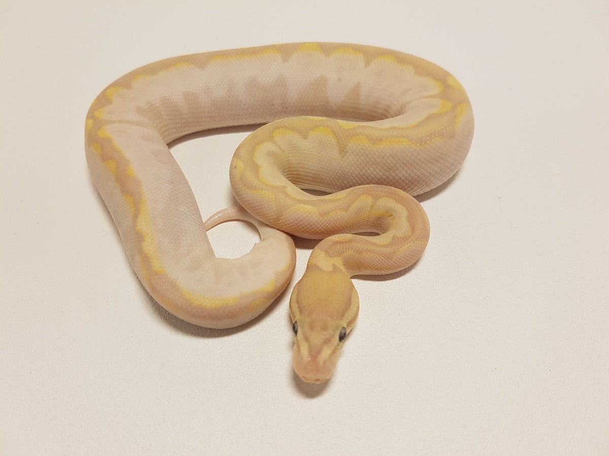 Bamboo Banana Calico