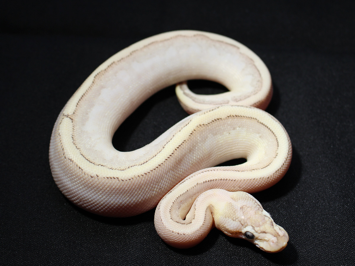 Bamboo Black Pastel Specter Yellow Belly