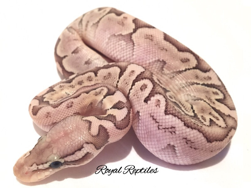 Bamboo Blonde Pastel