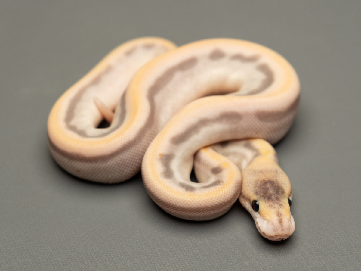 Bamboo Champagne Enchi