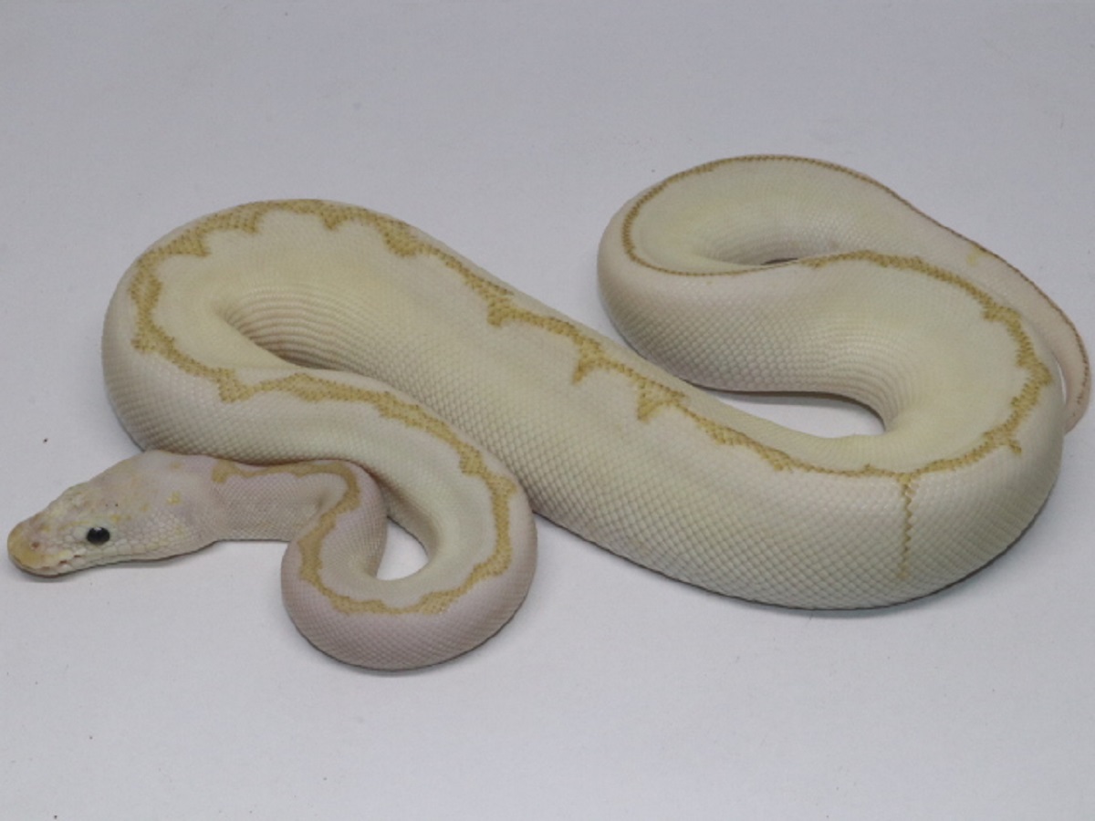 Ball Pythons For Sale. 