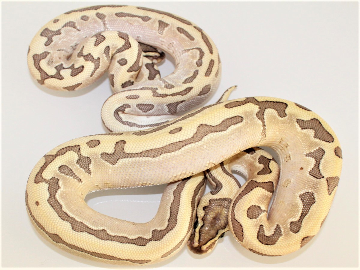 Bamboo Enchi Leopard Spider