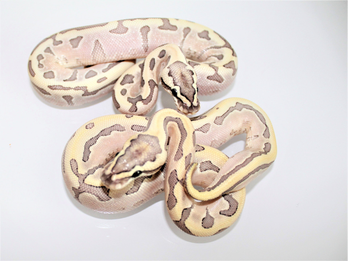 Bamboo Enchi Leopard Spider