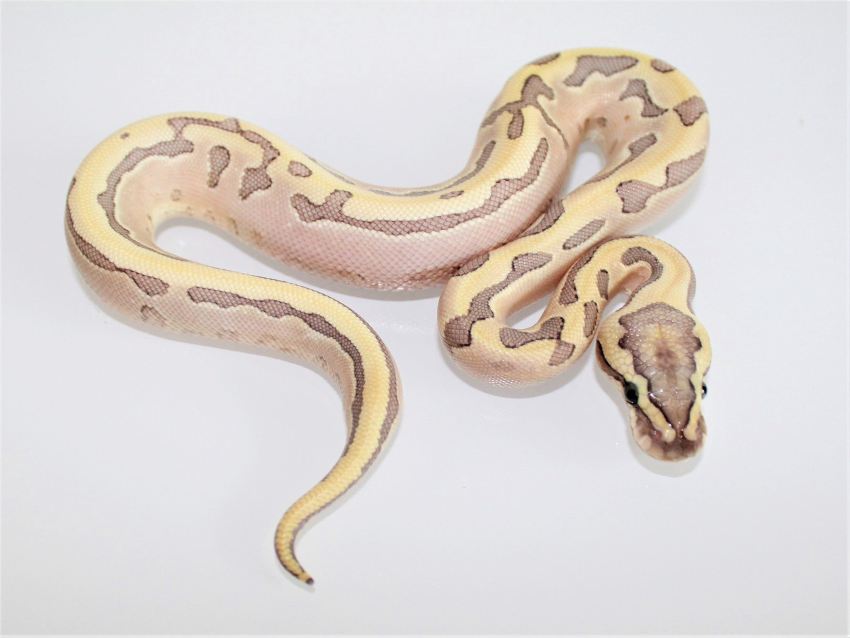 Bamboo Enchi Leopard Spider