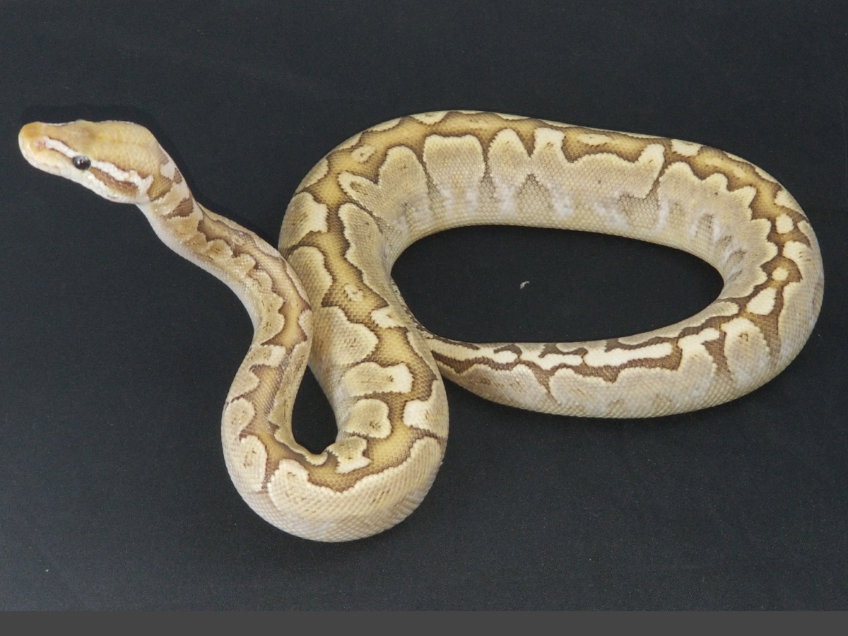 Bamboo Enchi Pastel