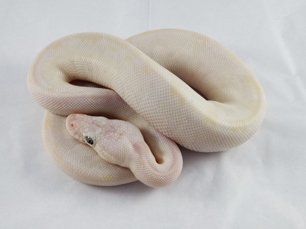 Bamboo Enchi Phantom