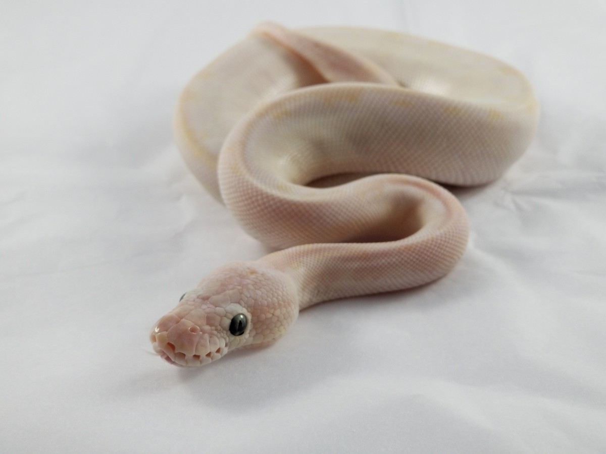 Bamboo Enchi Phantom