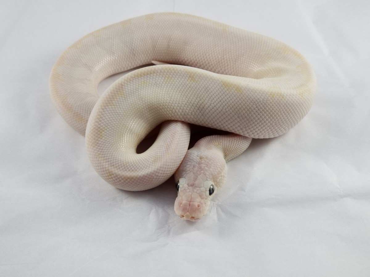 Bamboo Enchi Phantom