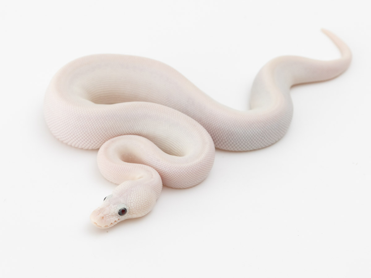 Bamboo Lesser Pastel