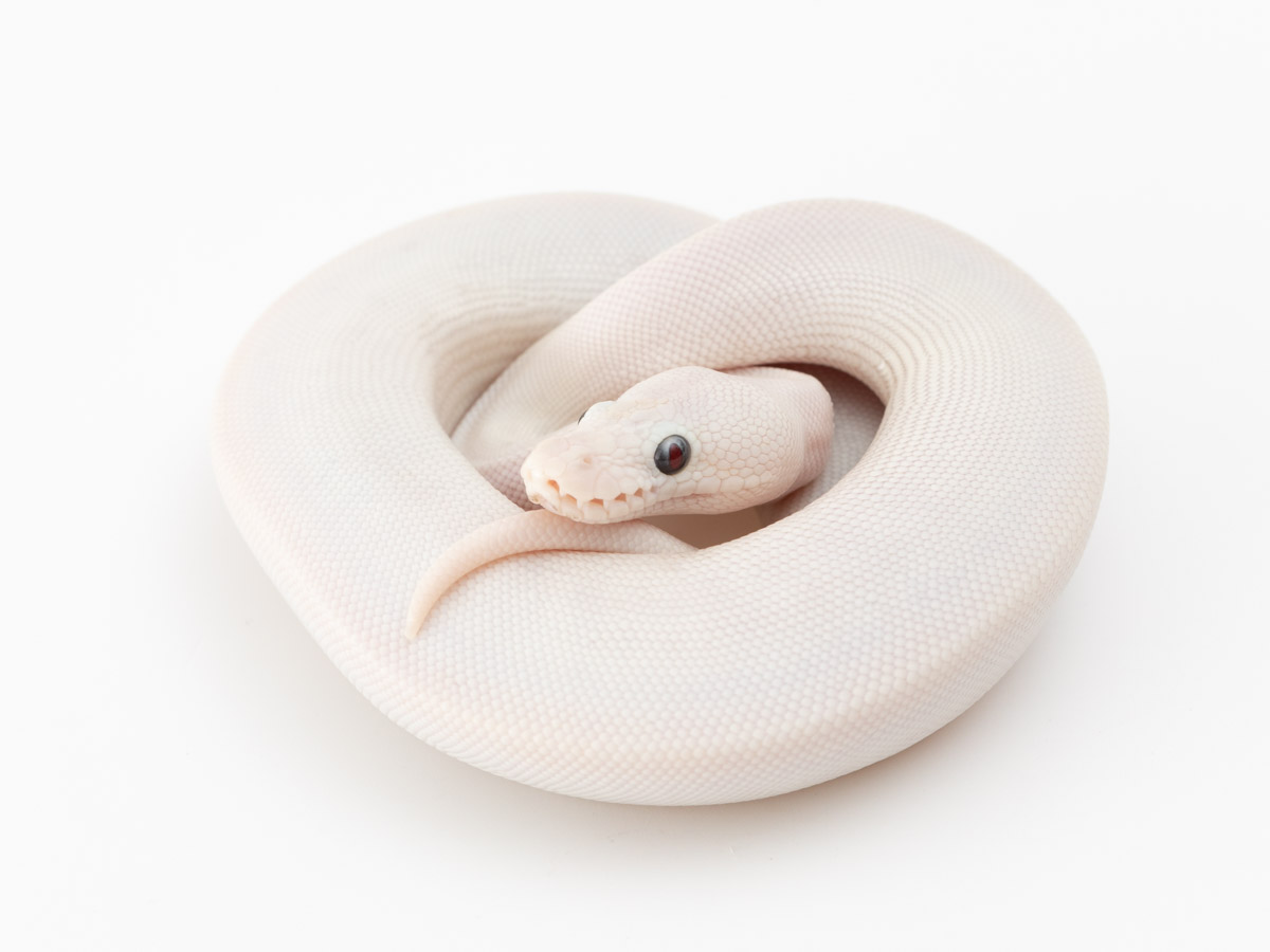 Bamboo Lesser Pastel