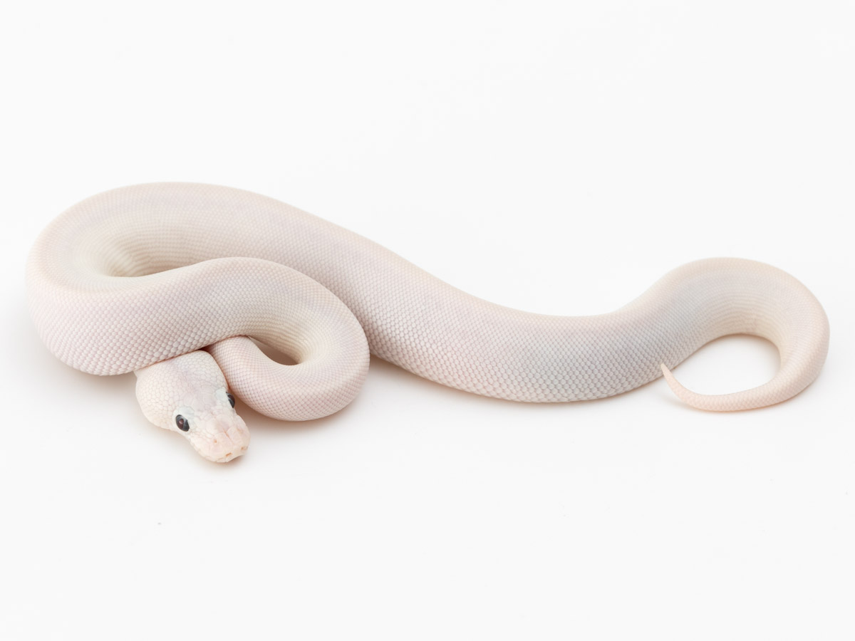 Bamboo Lesser Pastel