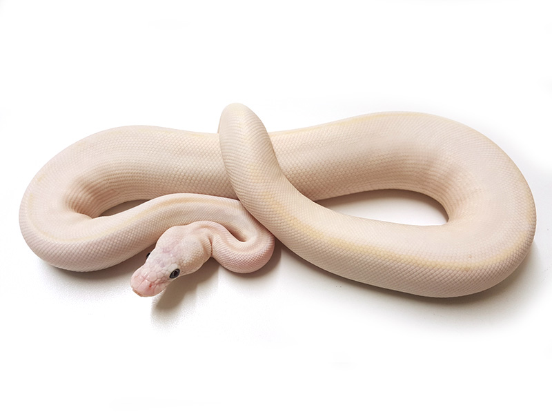 Bamboo Mocha Morph List World of Ball Pythons