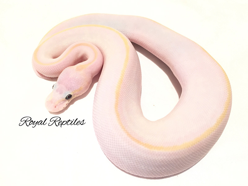 Bamboo Mojave Pastel