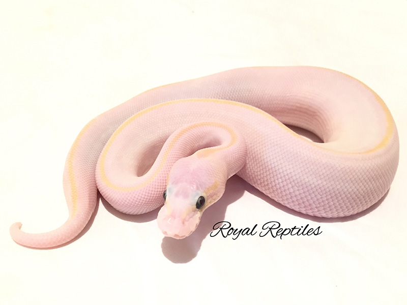 Bamboo Mojave Pastel