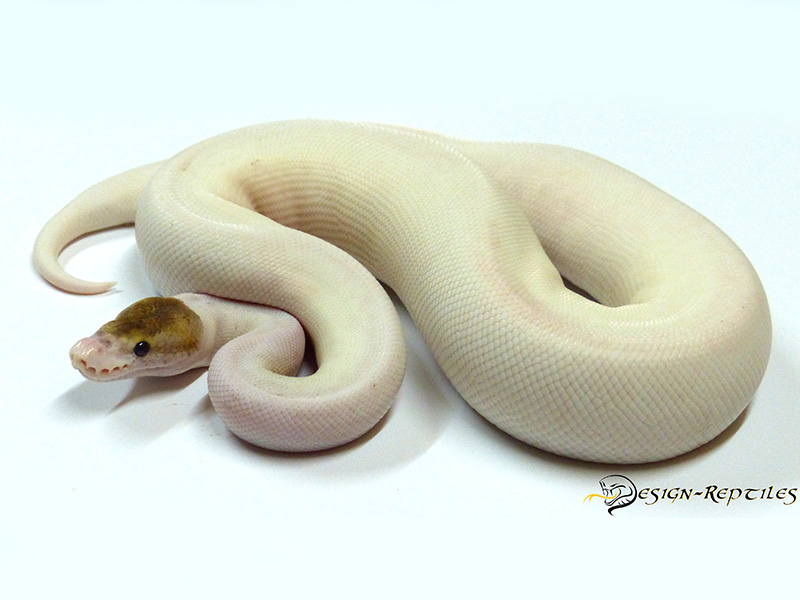Bamboo Pied