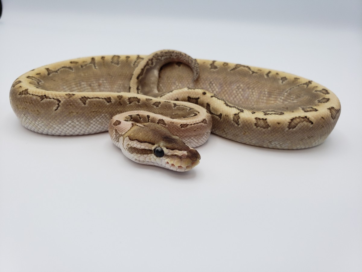Bamboo Pinstripe Spotnose - Morph List - World of Ball Pythons