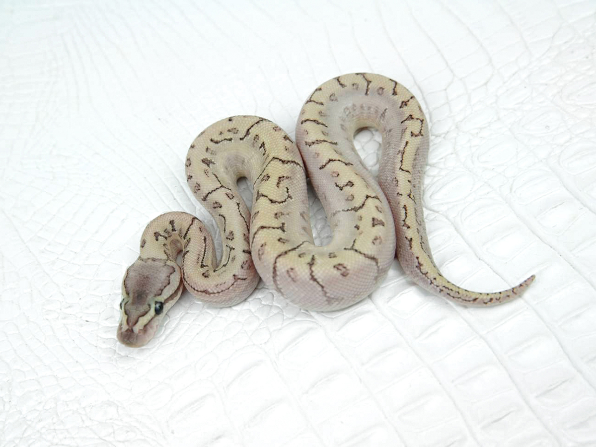 Bamboo Pinstripe Yellow Belly