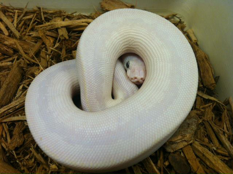 Bamboo Russo Het Leucistic