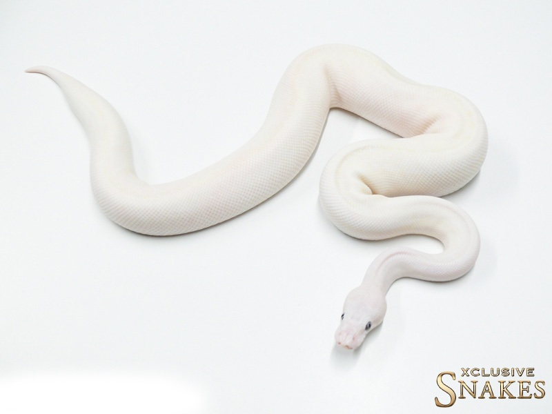 Bamboo Russo Het Leucistic