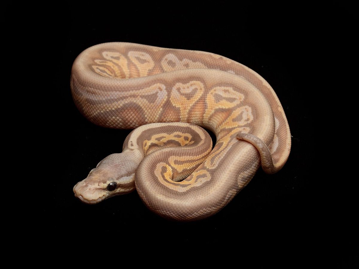 Morph List World of Ball Pythons