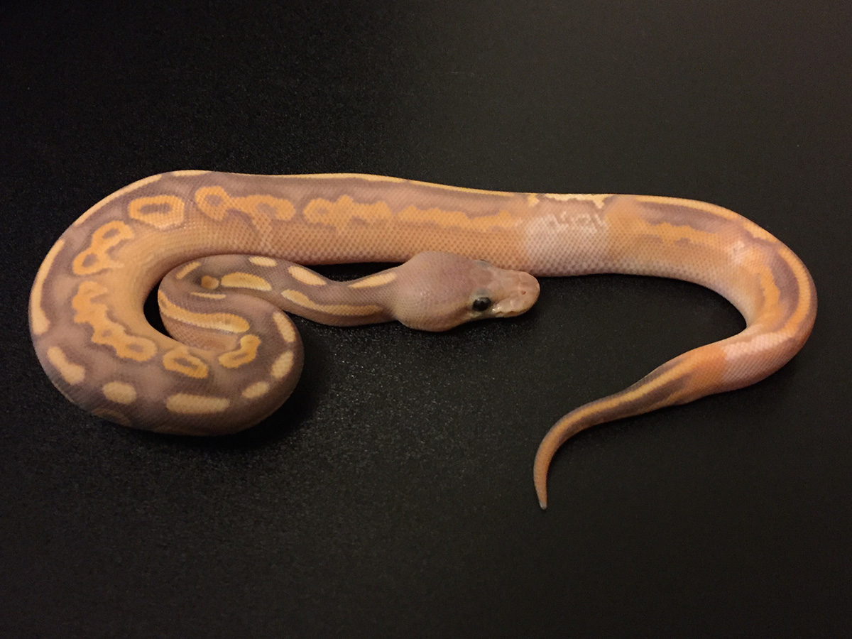 Banana Black Pastel Mojave