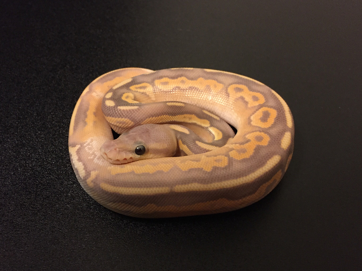 Banana Black Pastel Mojave