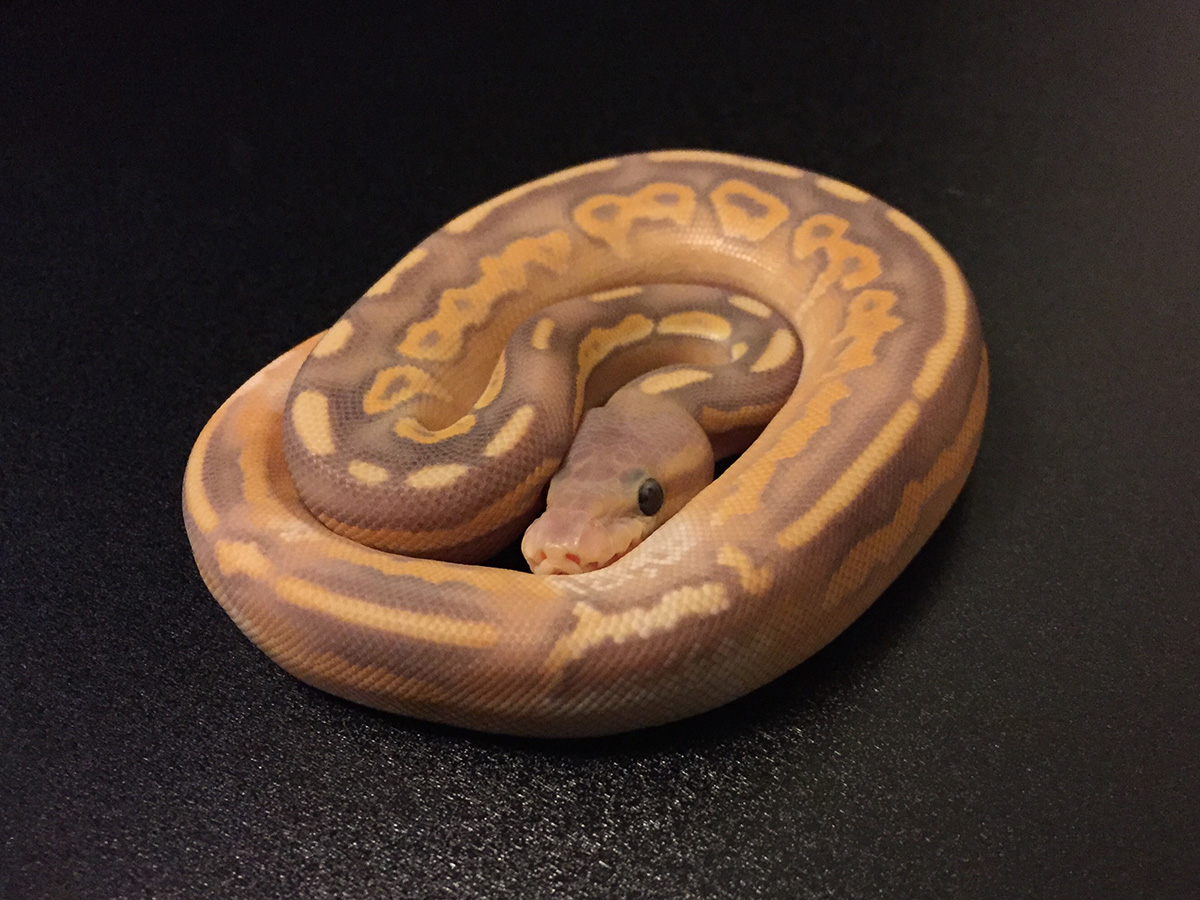 Banana Black Pastel Mojave