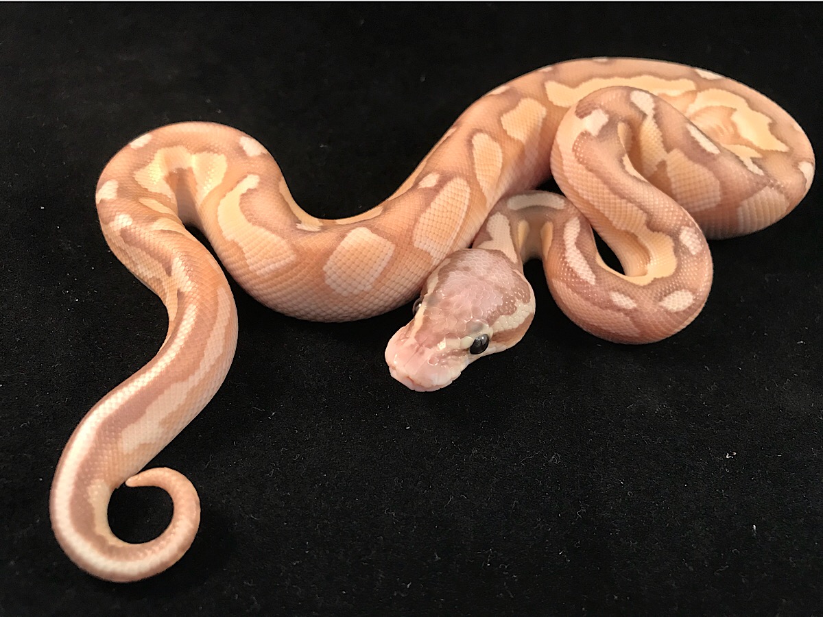 Banana Ball Butter Cinnamon Enchi Pastel