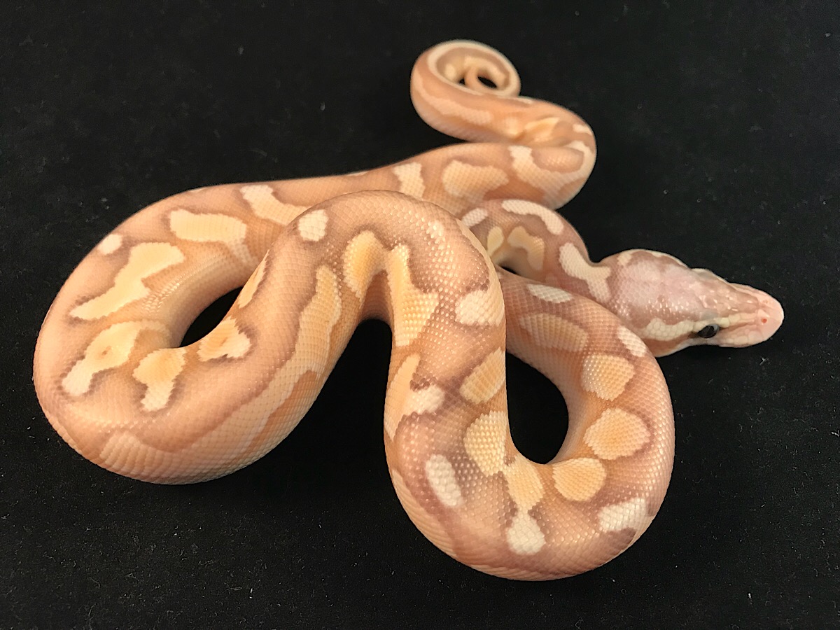 Banana Ball Butter Cinnamon Enchi Pastel