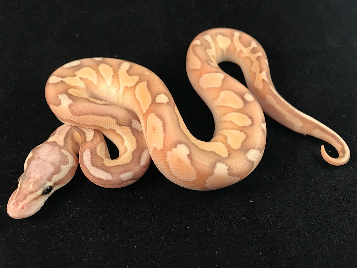 Banana Ball Butter Cinnamon Enchi Pastel